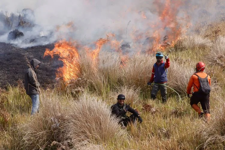 Karhutla Jatim Capai 10.835 Hektare, WALHI Soroti Tata Kelola Hutan Negara