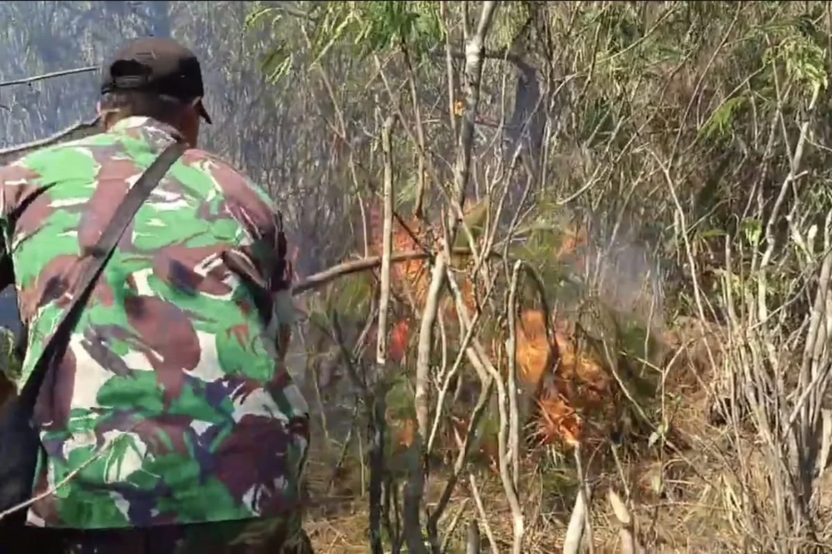 Karhutla TNBTS Ranupani Lumajang Padam, Tiga Hektare Hutan Terdampak