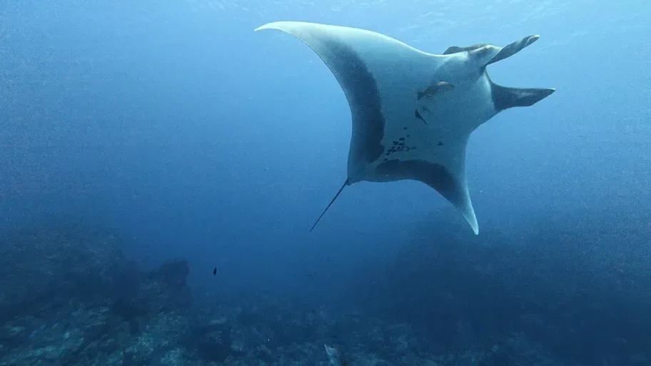 Mengapa Anak Pari Manta Enggan Pergi ke Laut Lepas? Peneliti Menemukan Jawabannya