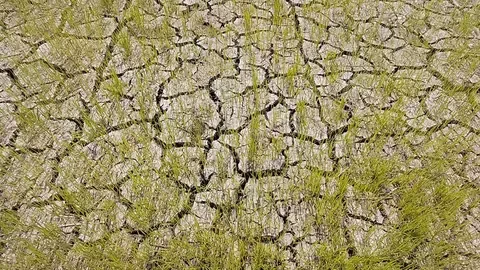 Kekeringan Picu 149 Hektare Sawah di Jatim Puso, Petani Terancam Kehilangan Pendapatan